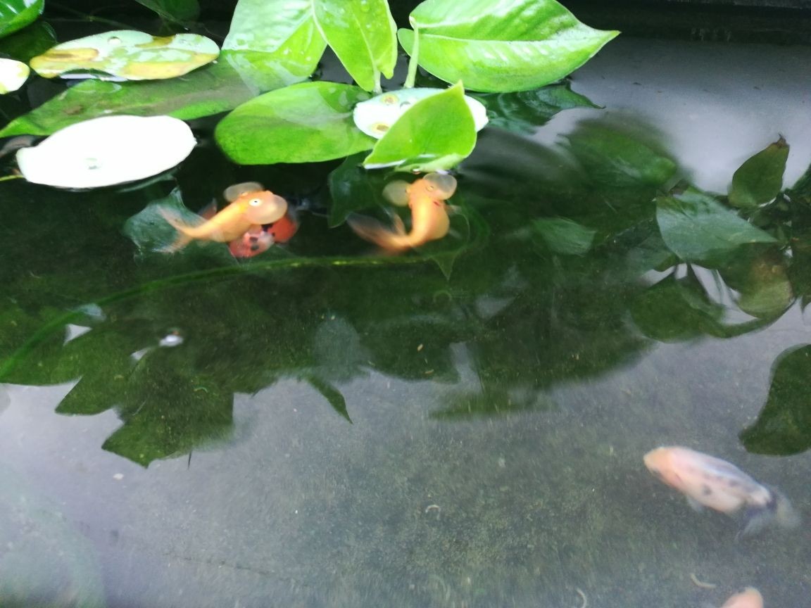 龍魚(yú)吃豬肉嗎_