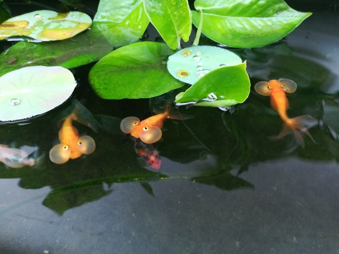 龍魚(yú)吃豬肉嗎_