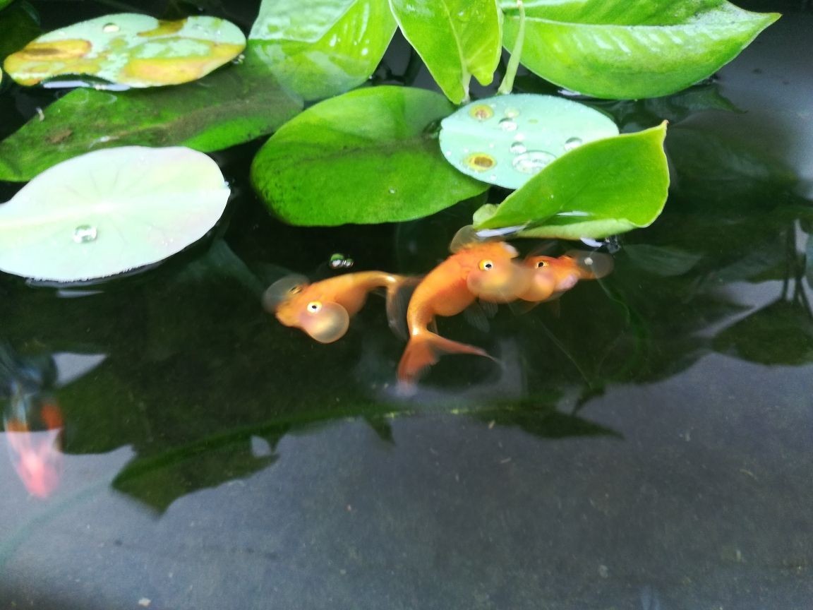 龍魚(yú)吃豬肉嗎_
