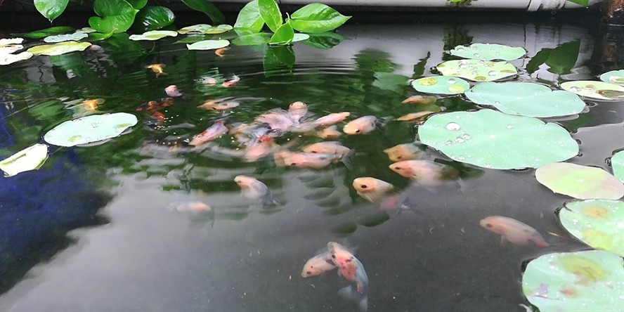 龍魚(yú)吃豬肉嗎_