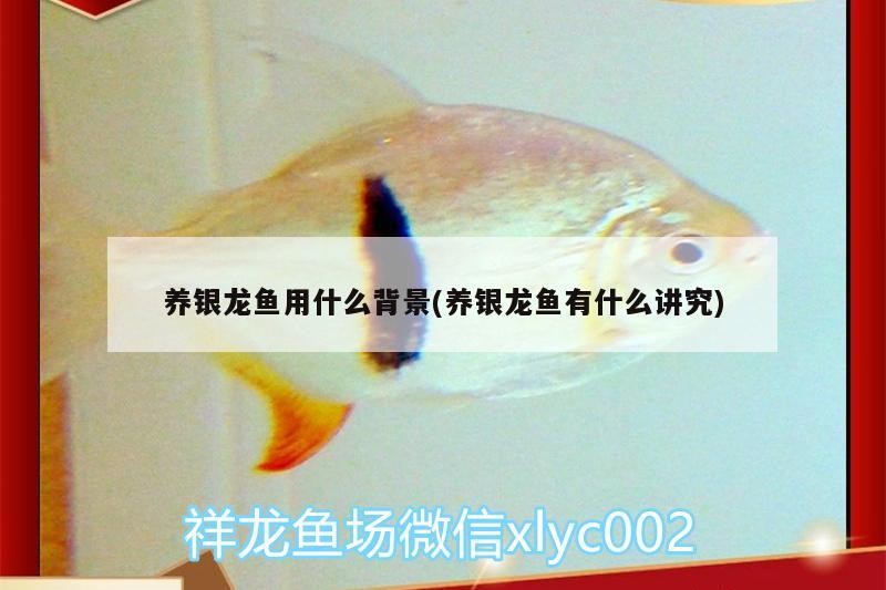 養銀龍魚用什么背景(養銀龍魚有什么講究) 養銀龍魚用什么背景(養銀龍魚有什么講究) 銀龍魚百科