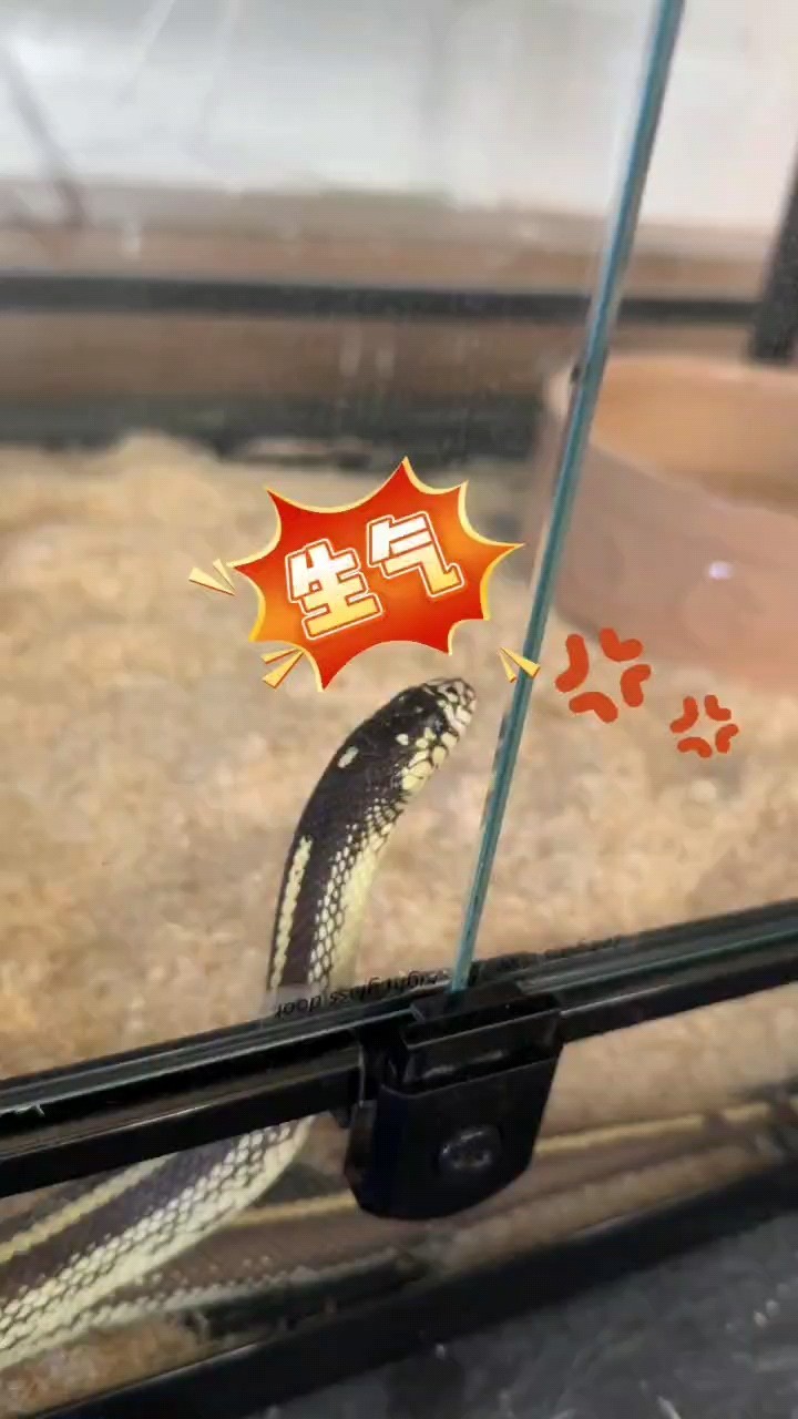 小小寵物蛇