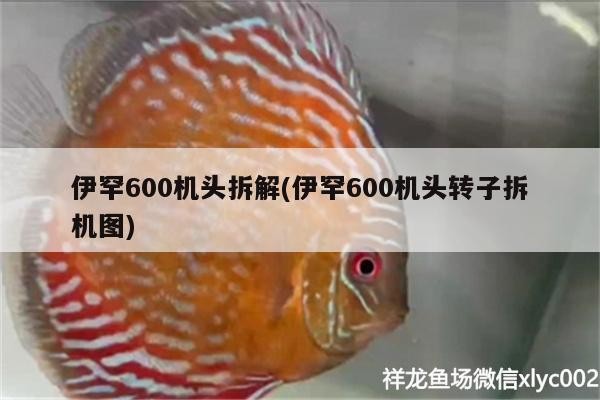 伊罕600機(jī)頭拆解(伊罕600機(jī)頭轉(zhuǎn)子拆機(jī)圖)
