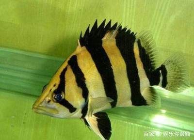 虎魚養多久才能長40厘米：虎魚養多久才能長40厘米，