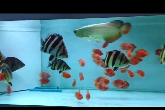 魟魚在缸底不動正常嗎：魟魚在缸底不動正常嗎[需手動填充]魚在缸底不動正常嗎