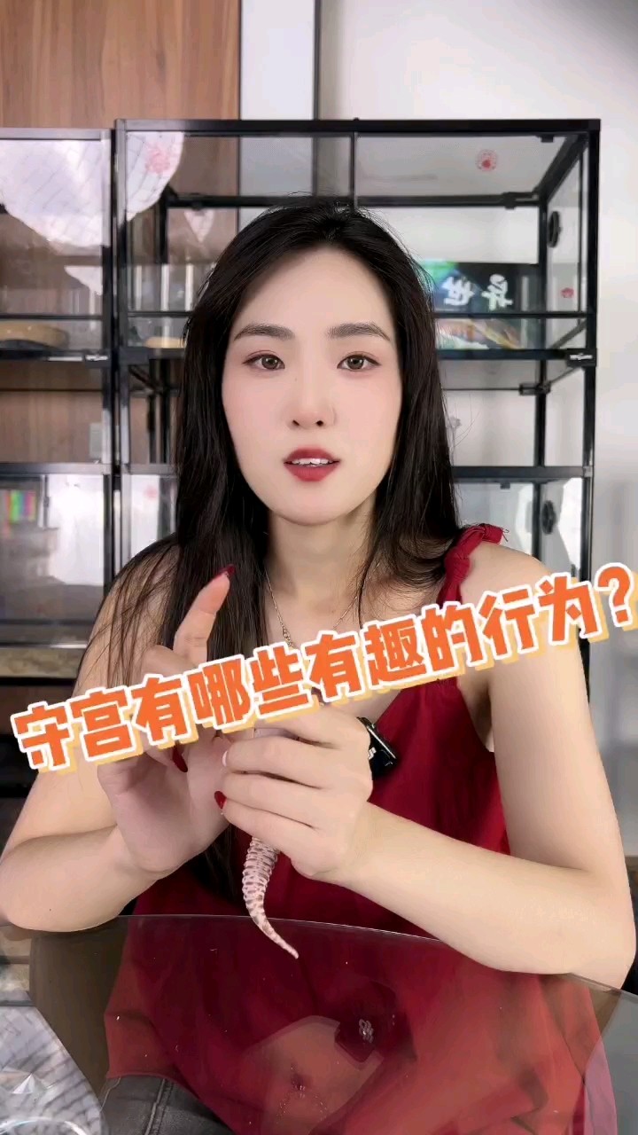 守宮的一些迷惑行為