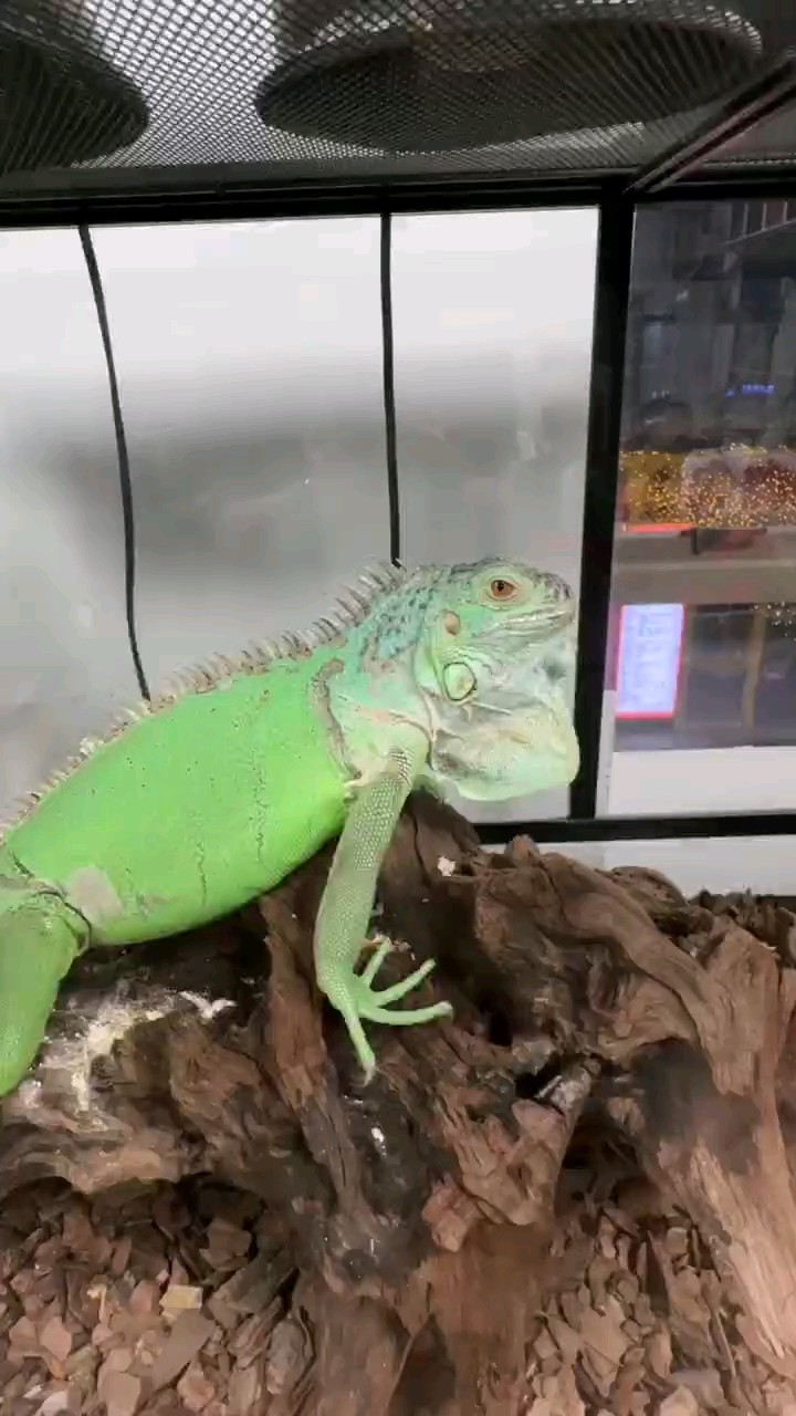 綠色蜥蜴