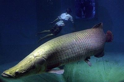 1米魚缸海象魚能長多大：海象魚的生活習性和飼養技巧