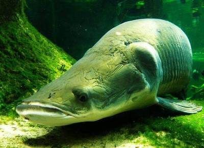 1米魚缸海象魚能長多大：海象魚的生活習性和飼養技巧