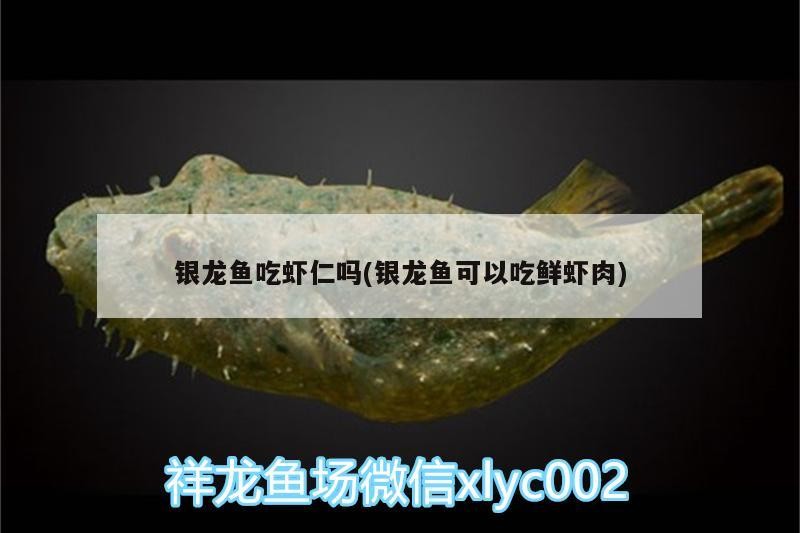 銀龍魚(yú)吃蝦仁嗎(銀龍魚(yú)可以吃鮮蝦肉)