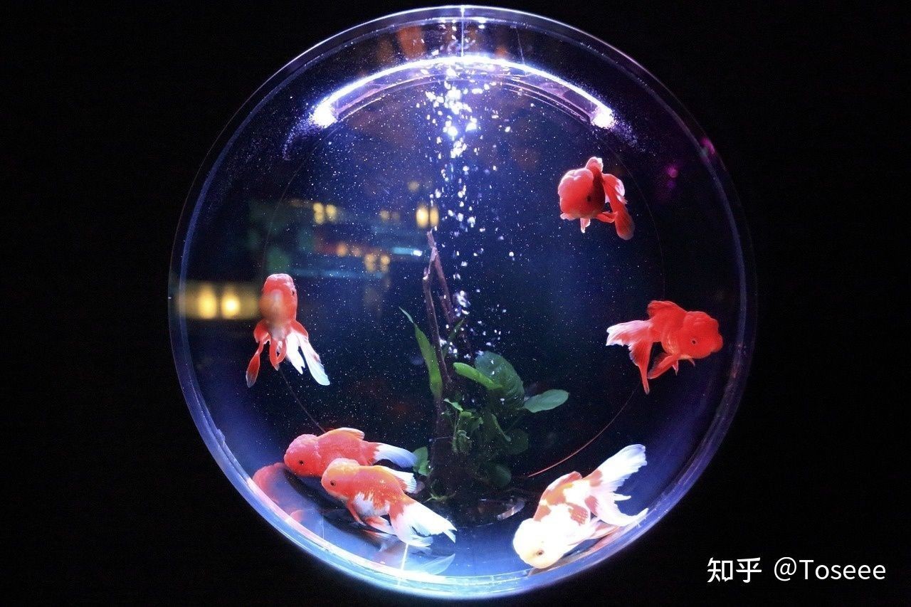 5公斤的魚缸:“5公斤的魚缸”的計(jì)算方法及計(jì)算方法及注意事項(xiàng) 魚缸百科 第1張 5公斤的魚缸:“5公斤的魚缸”的計(jì)算方法及計(jì)算方法及注意事項(xiàng) 5公斤的魚缸:“5公斤的魚缸”的計(jì)算方法及計(jì)算方法及注意事項(xiàng) 魚缸百科 第1張