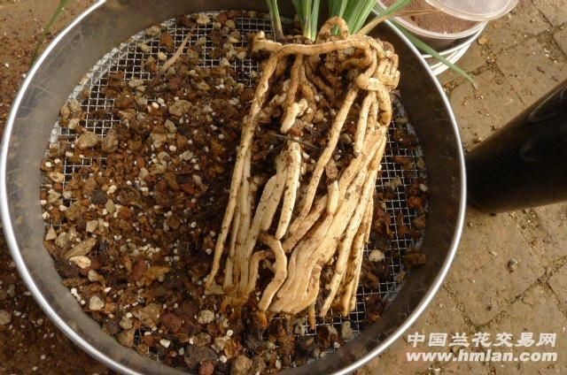 5公斤的魚缸：“5公斤的魚缸”的計(jì)算方法及計(jì)算方法及注意事項(xiàng) 5公斤的魚缸：“5公斤的魚缸”的計(jì)算方法及計(jì)算方法及注意事項(xiàng) 魚缸百科 第3張