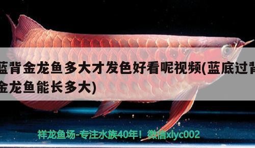 藍背金龍魚多大才發(fā)色好看呢視頻(藍底過背金龍魚能長多大)