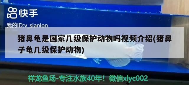 豬鼻龜是國家幾級保護動物嗎視頻介紹(豬鼻子龜幾級保護動物)