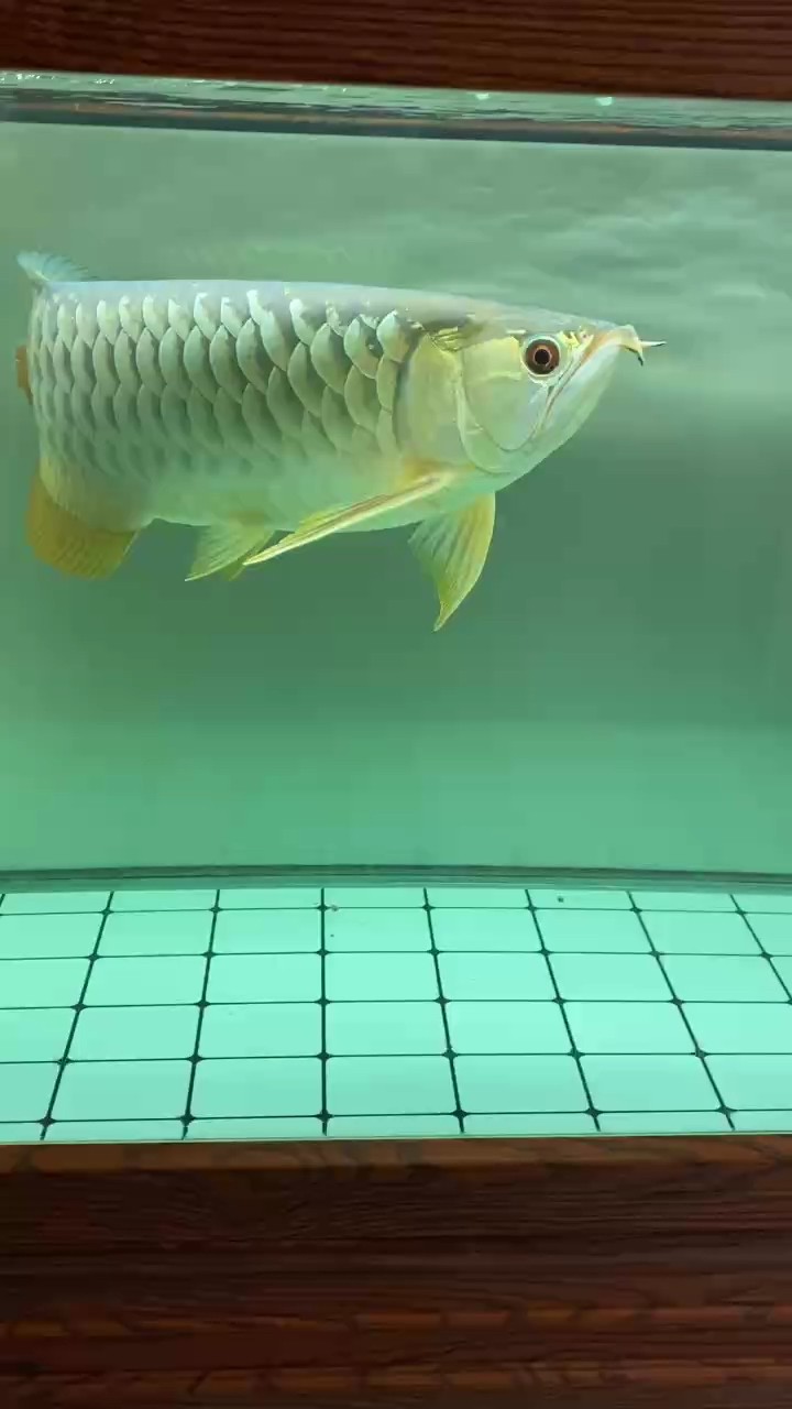 玩完蛋龜又重新養魚