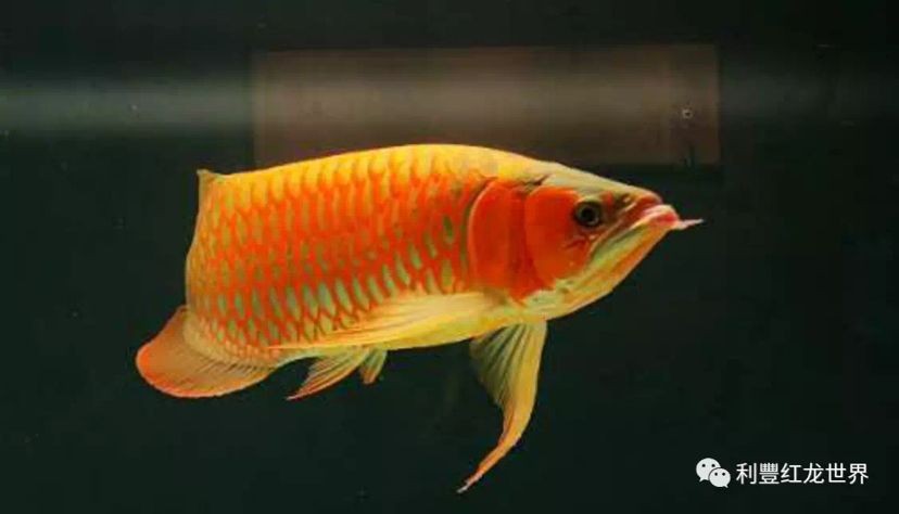 紅龍魚雌雄的怎么分辨：紅龍魚性別區分對于繁殖和飼養和飼養具有重要意義