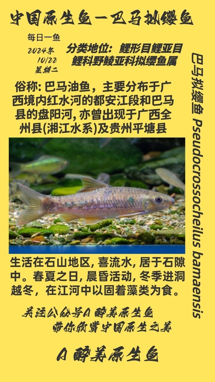巴馬擬纓魚