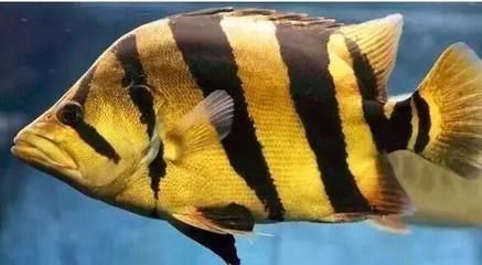 虎魚怎么寫：虎魚怎么寫，虎魚怎么飼養