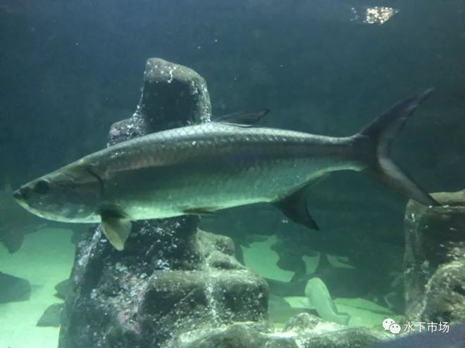 錦鯉魚缸水發黃但很清澈？原因分析與解決方案全指南 錦鯉魚缸水發黃但很清澈？原因分析與解決方案全指南 龍魚百科 第2張