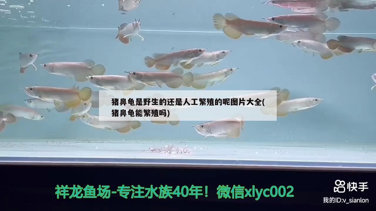 豬鼻龜是野生的還是人工繁殖的呢圖片大全(豬鼻龜能繁殖嗎)