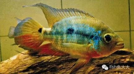 龍魚和魟魚混養(yǎng)龍魚會炸麟嗎？：龍魚和魟魚混養(yǎng)會炸麟嗎