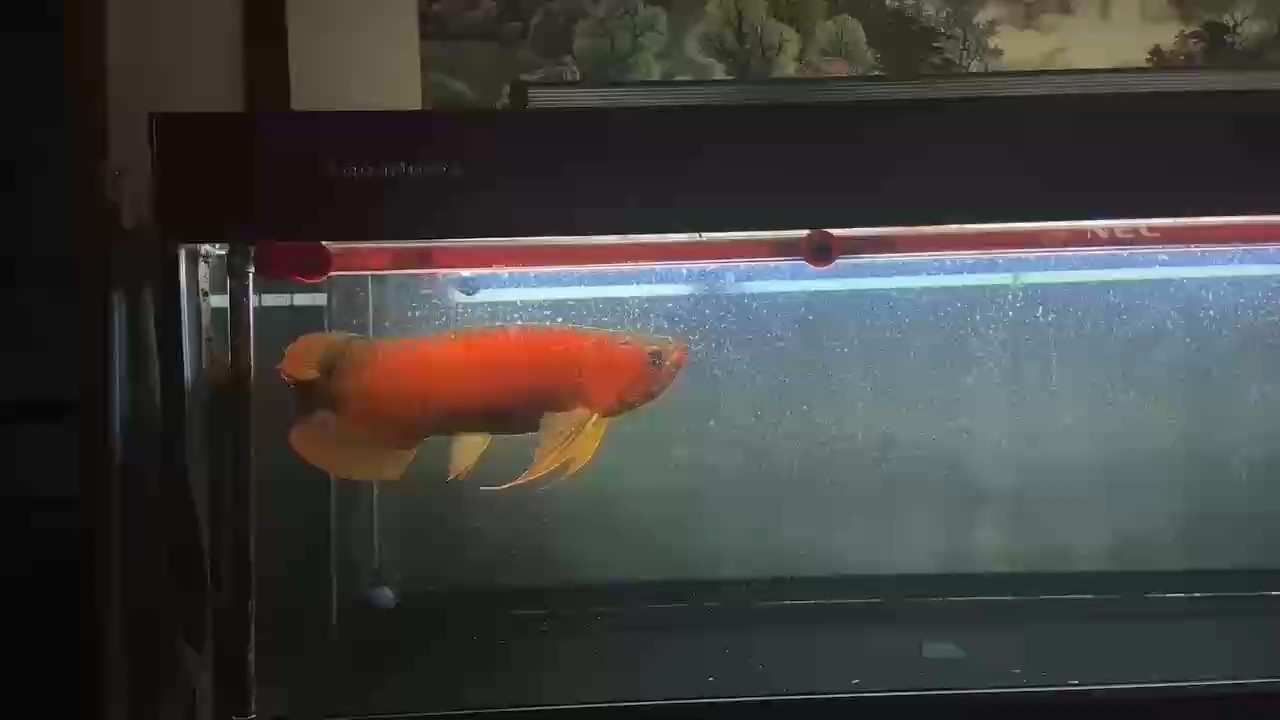 特殊萬吉分享之喂食