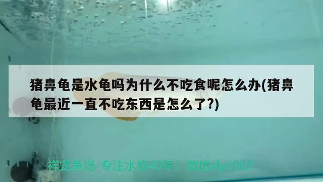 豬鼻龜是水龜嗎為什么不吃食呢怎么辦(豬鼻龜最近一直不吃東西是怎么了?)