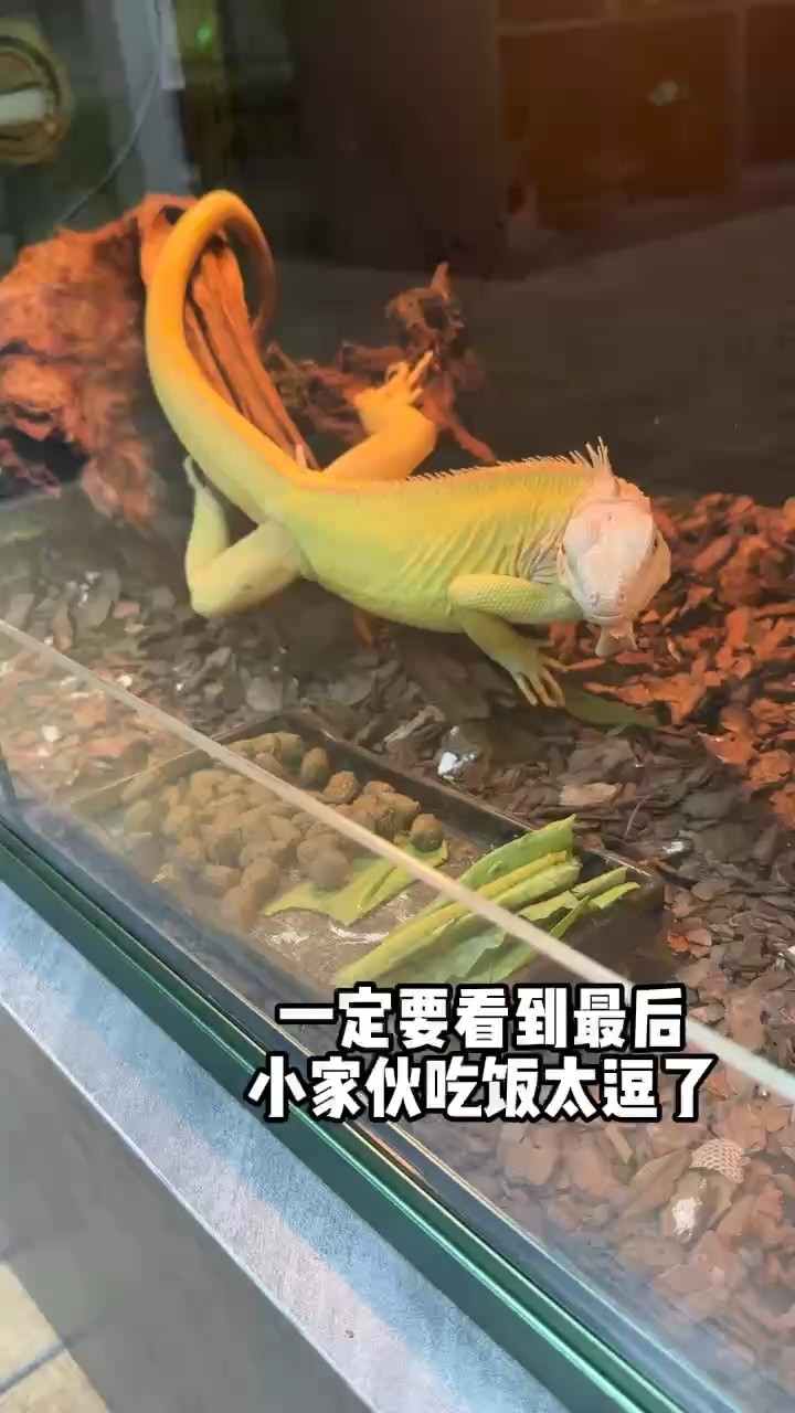 炫飯小蜥蜴l