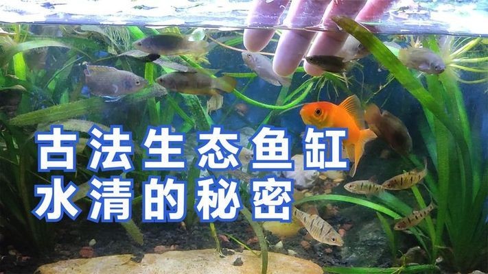 家用養魚缸價格（家用養魚缸價格多少）