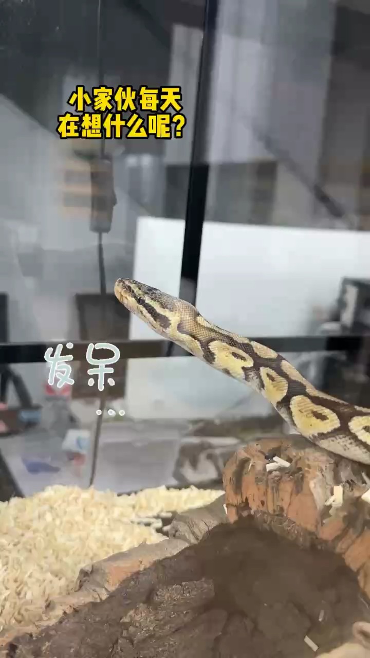 發呆的蛇