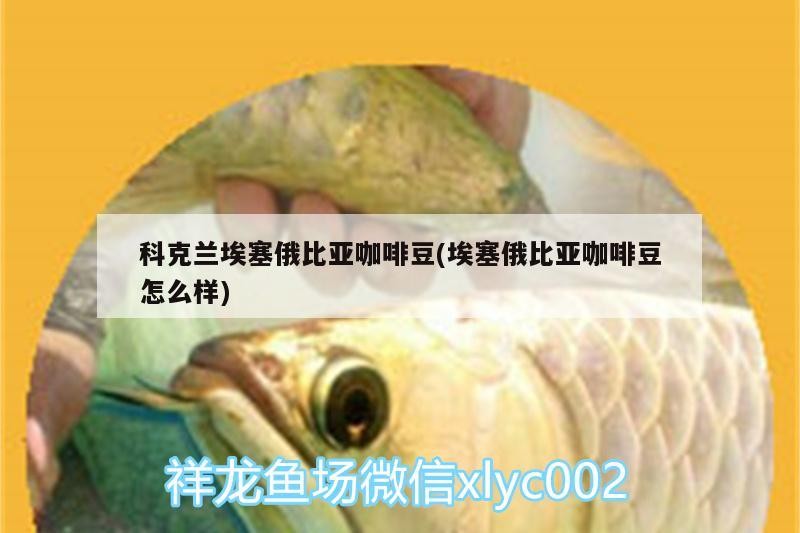 科克蘭埃塞俄比亞咖啡豆(埃塞俄比亞咖啡豆怎么樣)