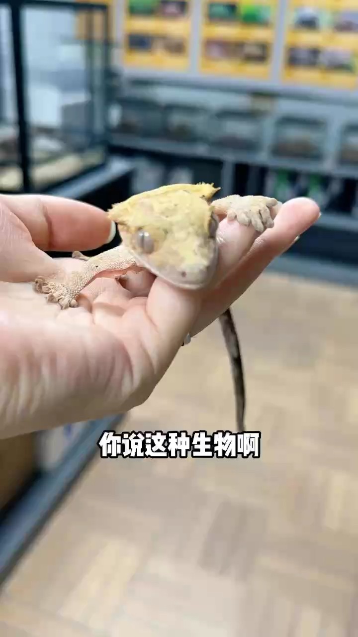 小睫角守宮