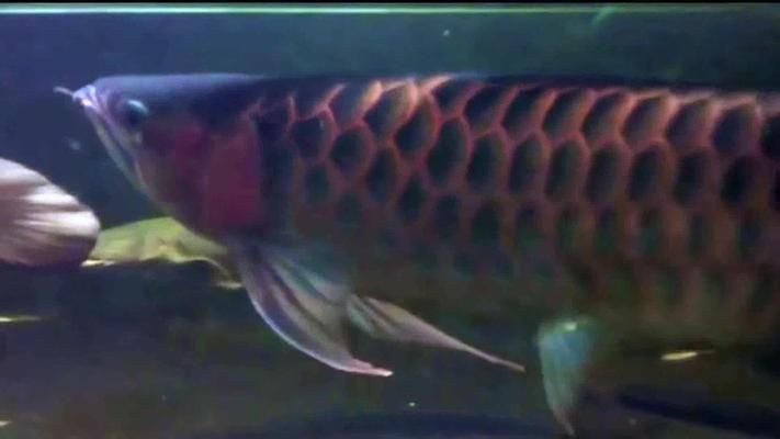 紅龍魚魚缸里能長多大的水面：紅龍魚缸里能長多大的水面詳情 紅龍魚魚缸里能長多大的水面：紅龍魚缸里能長多大的水面詳情 紅龍魚百科 第5張