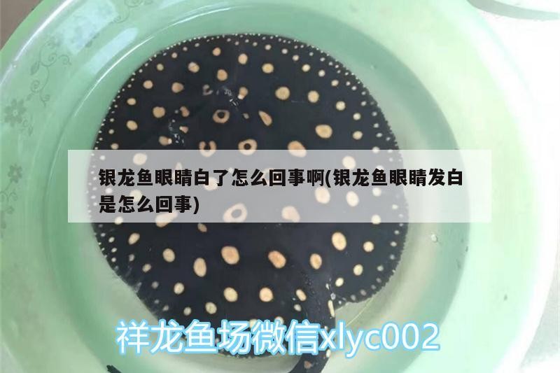 銀龍魚眼睛白了怎么回事啊(銀龍魚眼睛發白是怎么回事)