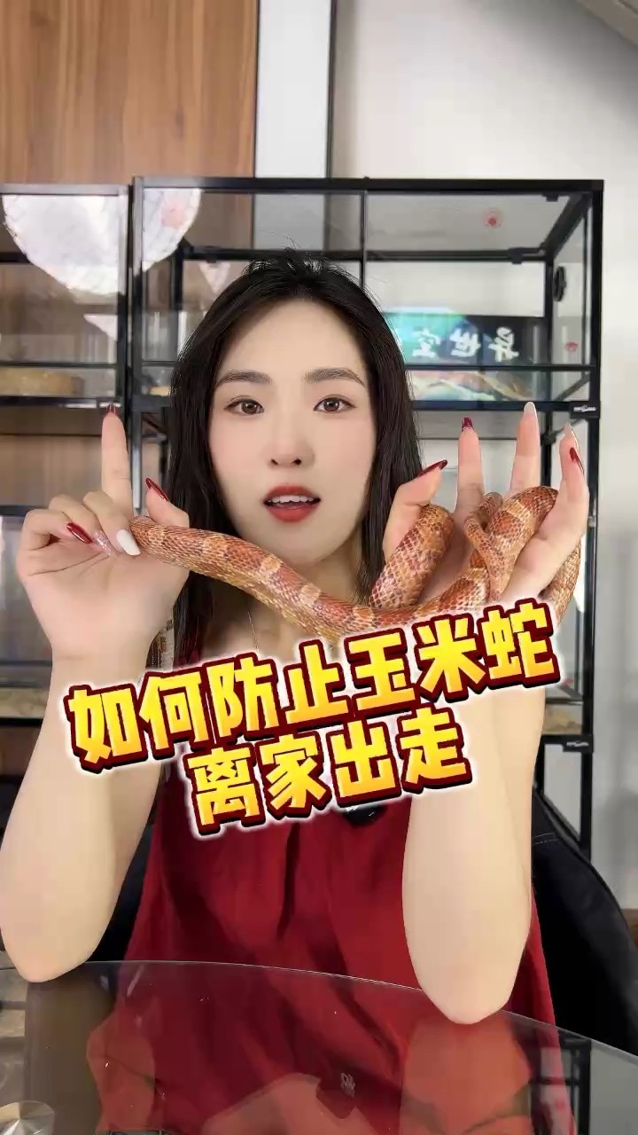 如何防止寵物蛇逃走