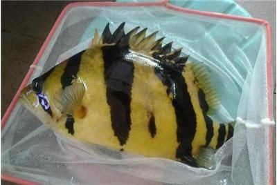 30公分泰虎價格：30公分泰虎價格信息對不起，我無法提供準確的30公分泰虎價格信息
