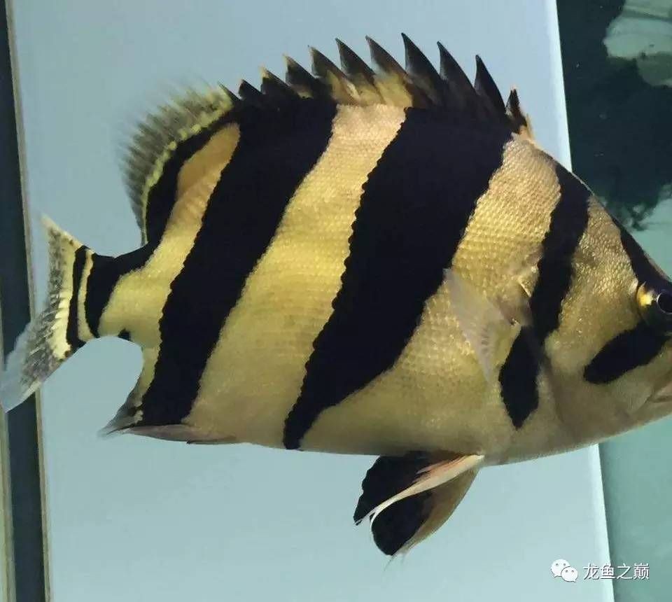 30公分泰虎價格：30公分泰虎價格信息對不起，我無法提供準確的30公分泰虎價格信息