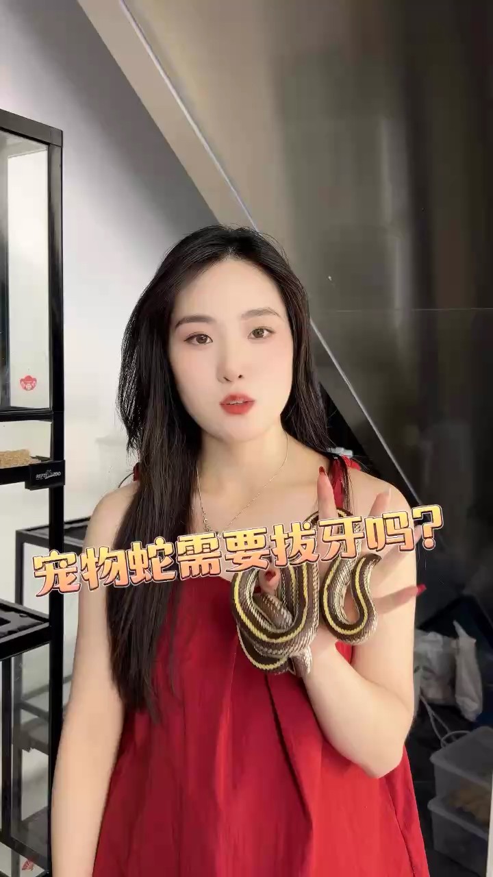 寵物蛇需要拔牙嗎