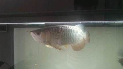 龍魚金龍魚多長時間換一次水比較好:金龍魚換水的頻率是固定的嗎 金龍魚百科 第5張 龍魚金龍魚多長時間換一次水比較好:金龍魚換水的頻率是固定的嗎 龍魚金龍魚多長時間換一次水比較好:金龍魚換水的頻率是固定的嗎 金龍魚百科 第5張