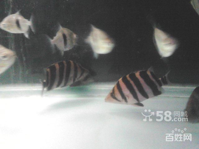 4紋印尼虎能長多大：4紋印尼虎的成年體長可以達到40厘米以上嗎？