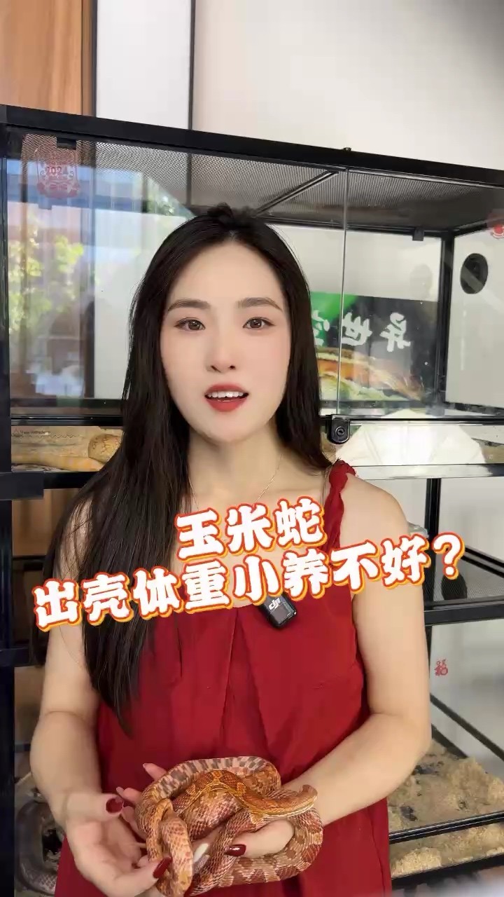 玉米蛇剛出生不好養(yǎng)嗎 玉米蛇剛出生不好養(yǎng)嗎 龍魚(yú)論壇