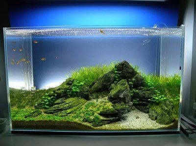 300魚缸造景：300元的魚缸造景方案