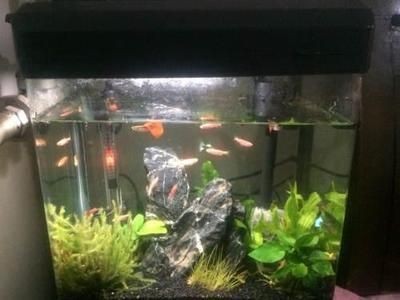 300魚缸造景：300元的魚缸造景方案