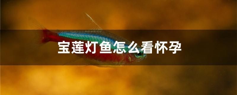 營口市站前區鑫鑫禹水族店