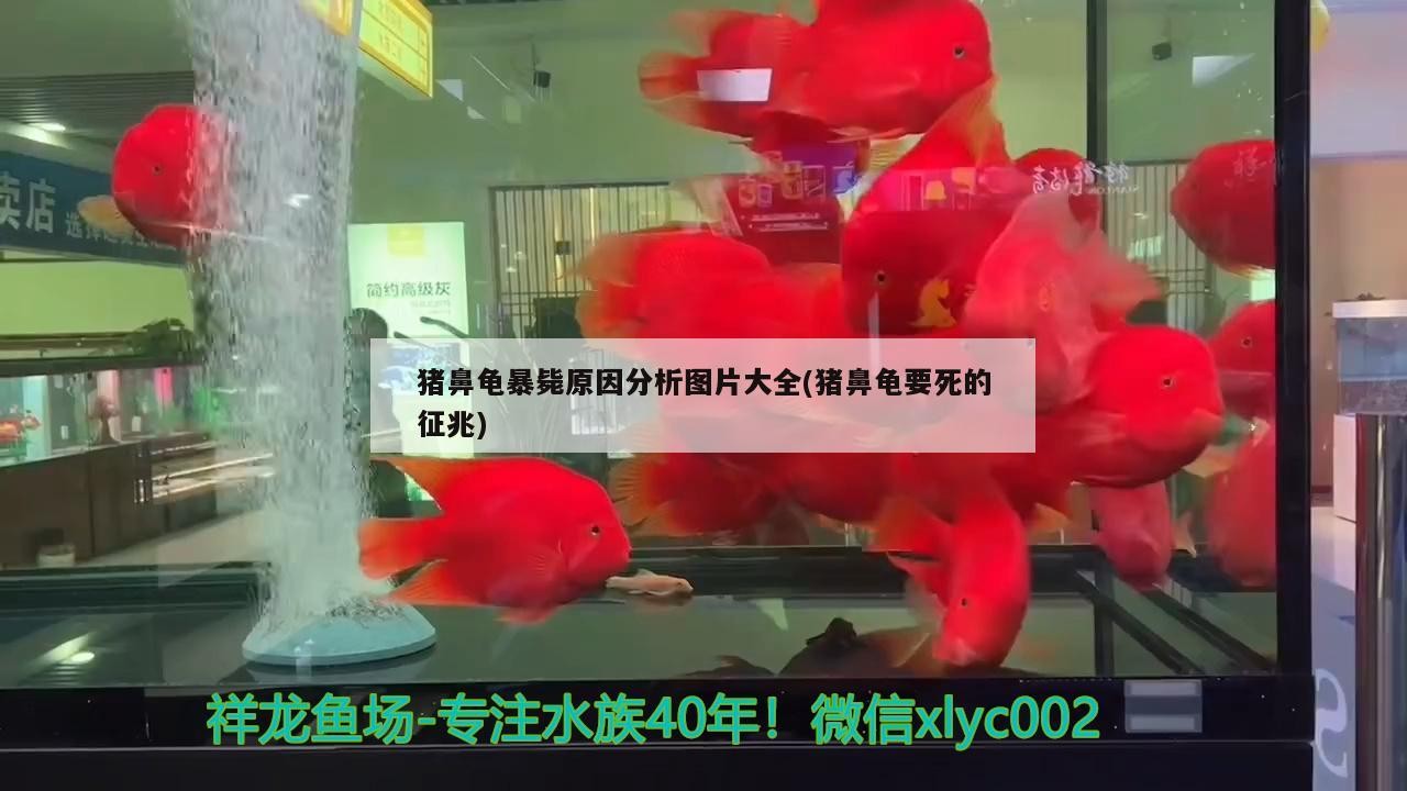 豬鼻龜暴斃原因分析圖片大全(豬鼻龜要死的征兆)