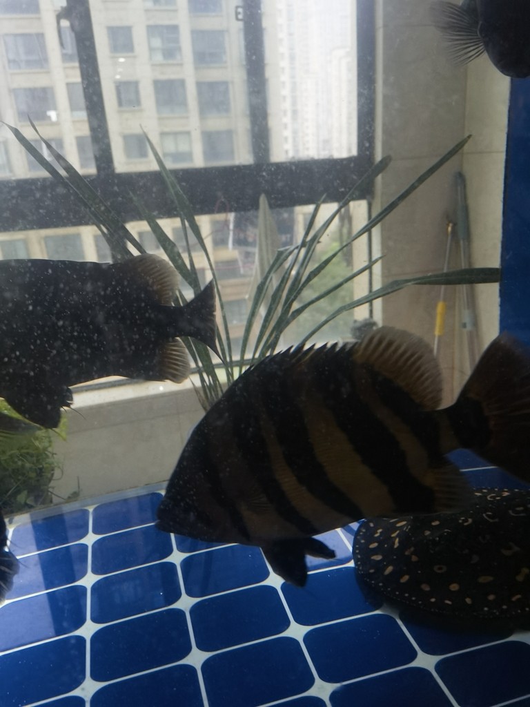 虎魚長大了，缸小了，想出兩條