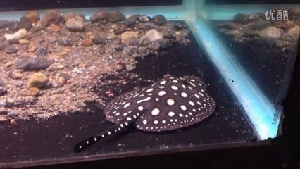 皇冠魟魚尾巴上翹：皇冠魟魚尾巴上翹是怎么回事