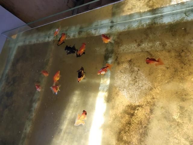 龍魚虎魚鸚鵡魚可以混養嗎：龍魚、虎魚、鸚鵡魚可以混養嗎？
