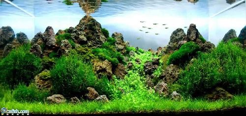 可麗愛魚缸壽命一般是多少年（可麗愛魚缸壽命一般是多少年的）