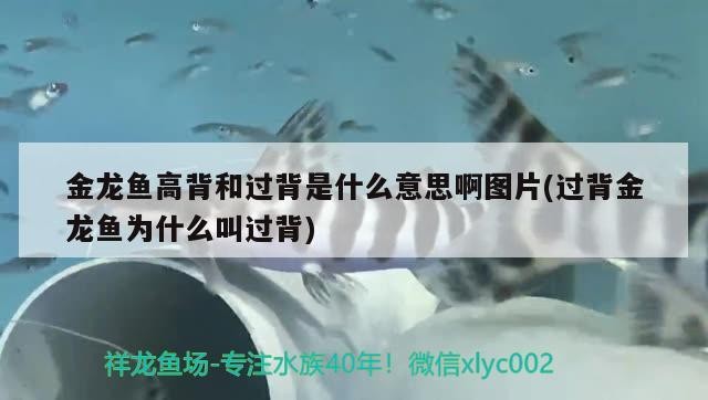 金龍魚高背和過(guò)背是什么意思啊圖片(過(guò)背金龍魚為什么叫過(guò)背)